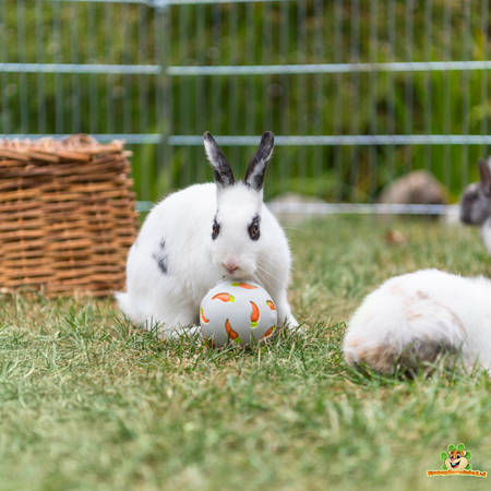 Trixie Plastic Foraging Snack Ball Carrot 7 cm
