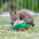 Trixie Grass Rodent & Rabbit Toy 7 cm