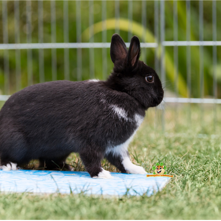Trixie Koelsteen Blauw Keramiek