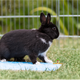 Trixie Keramische Kühlscheibe für Nagetiere und Kaninchen