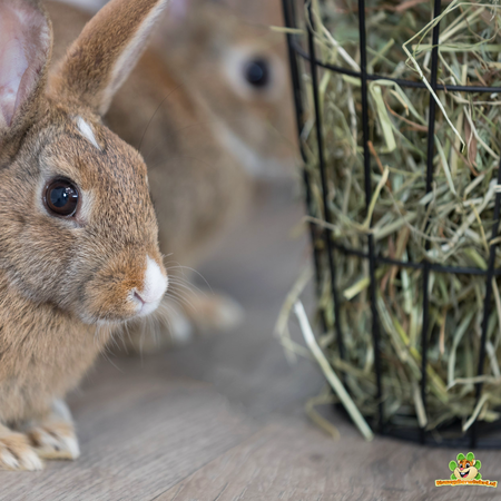 Trixie Kosz wiszący na siano 21 cm