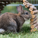 Trixie Weidenbrücke 65 cm für Nagetiere, Kaninchen und Frettchen