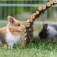 Trixie Willow bridge 65 cm for Rodents, Rabbits & Ferrets