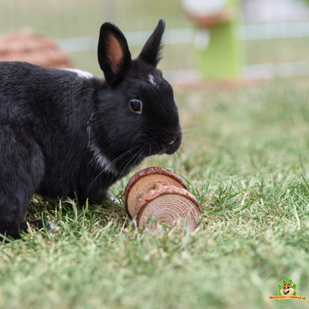 Trixie Un jeu de rôle pour les rongeurs, les lapins et les furets !