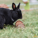 Trixie Spielrolle für Nagetiere, Kaninchen und Frettchen!