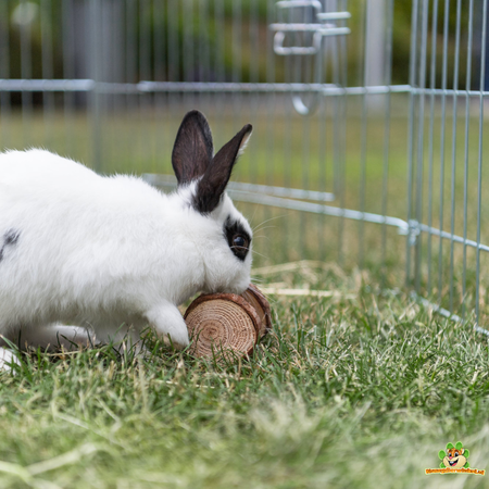 Trixie Jeu de roulette pour rongeurs, lapins et furets