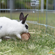 Trixie Spielrolle 7 cm für Nagen und Kaninchen