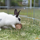 Trixie Spielrolle für Nagetiere, Kaninchen und Frettchen!