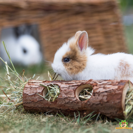 Tree Trunk Tunnel Brown