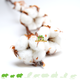 Knaagdierwinkel® Branches de coton avec bulbes