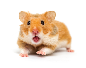 Hamster syrien (Hamster doré)