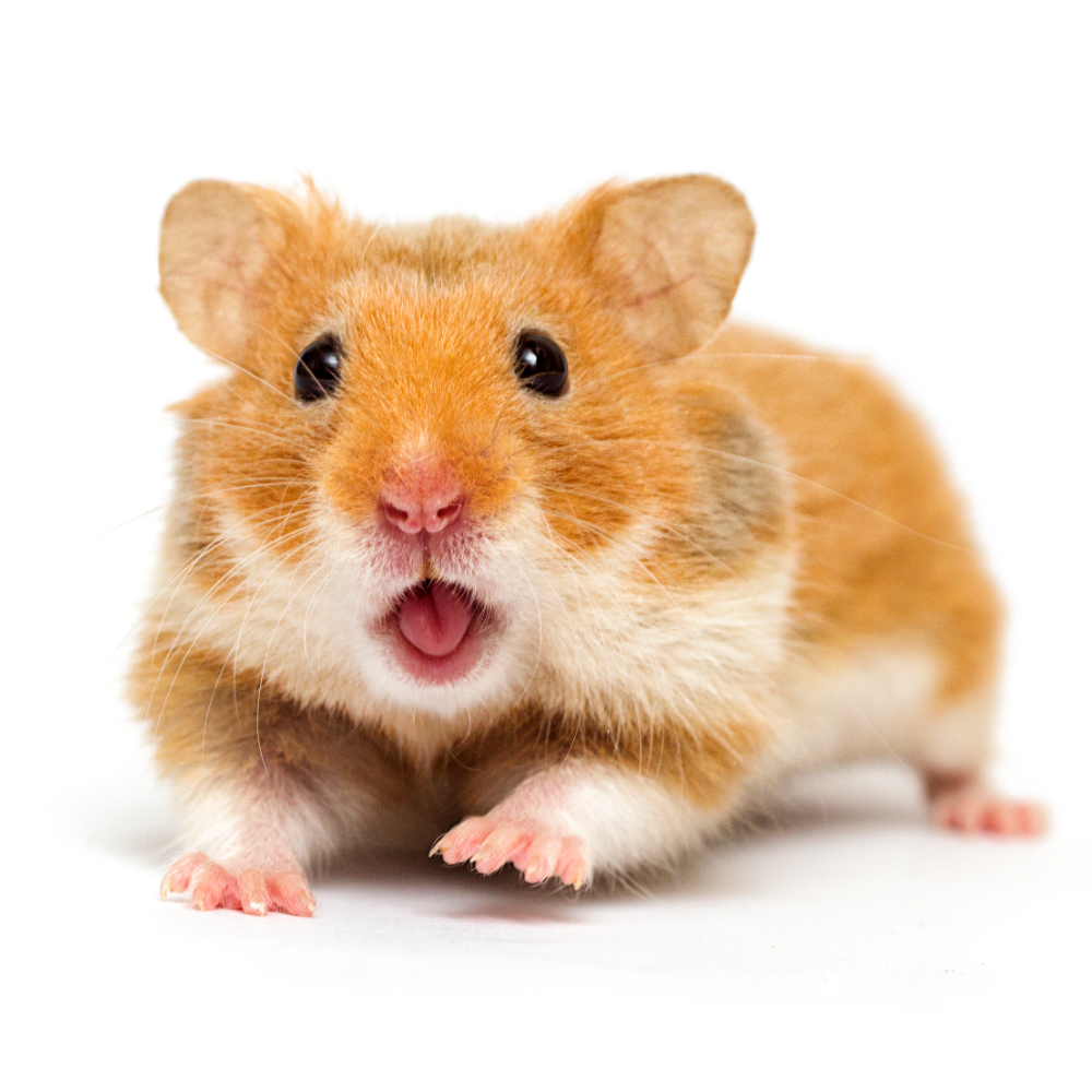 Syrian Hamster Golden Hamster