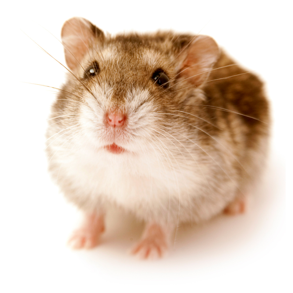 dwarf hamster health problems