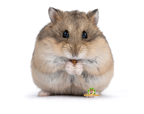 Hamster nain Campbelli