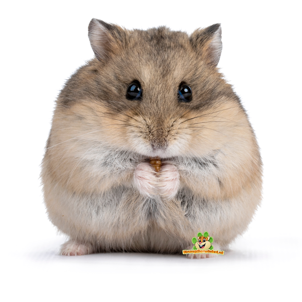 Campbelli Dwarf Hamster Information