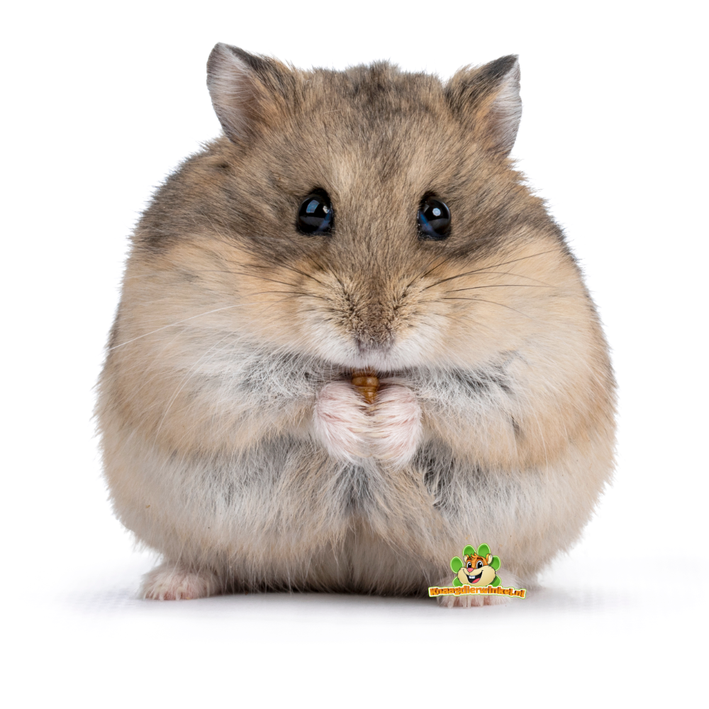 Russian Dwarf Hamster Information