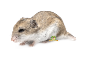 Chomik karłowaty chiński