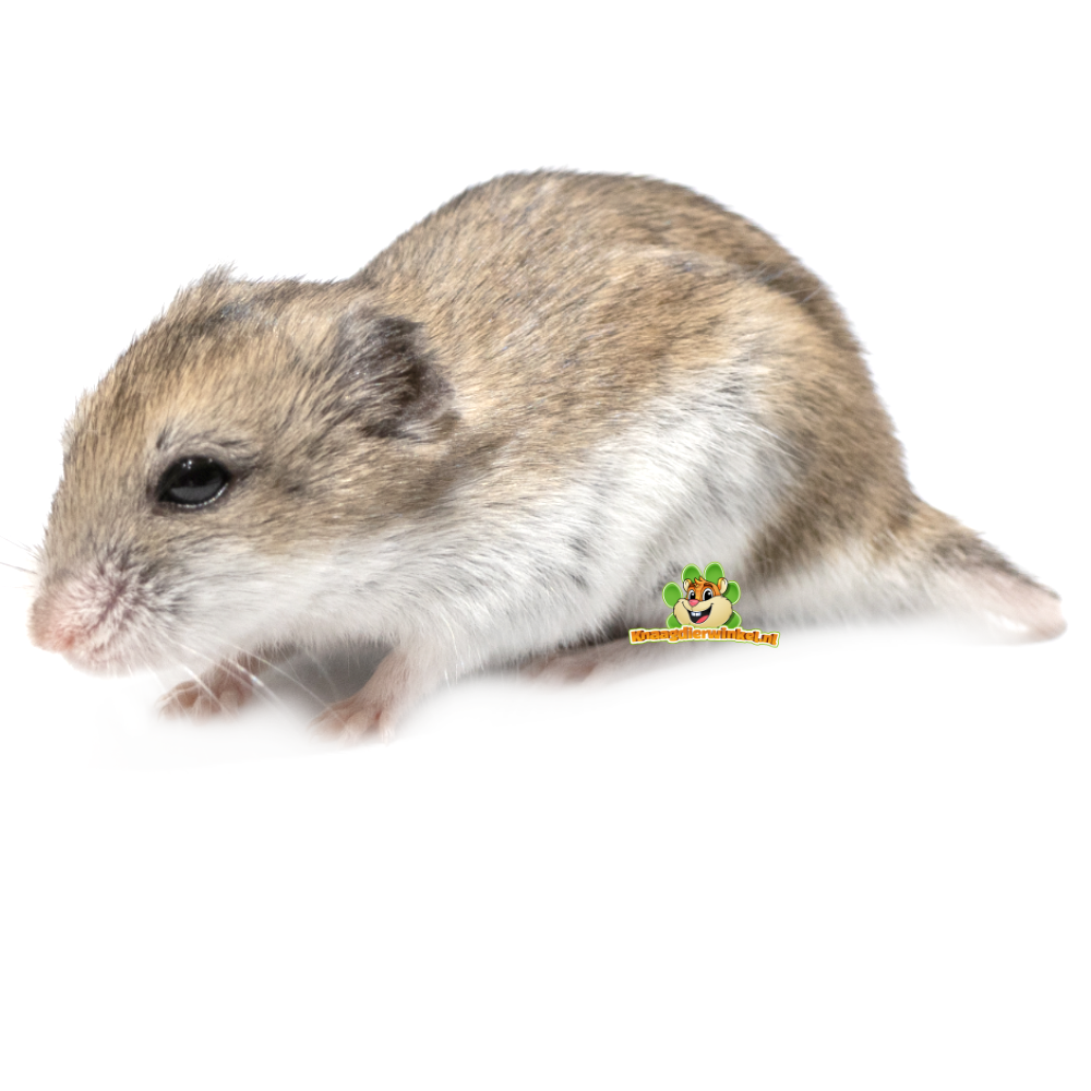 dwarf hamster health problems