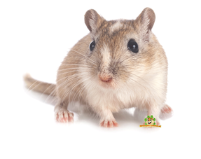 Información sobre el jerbo