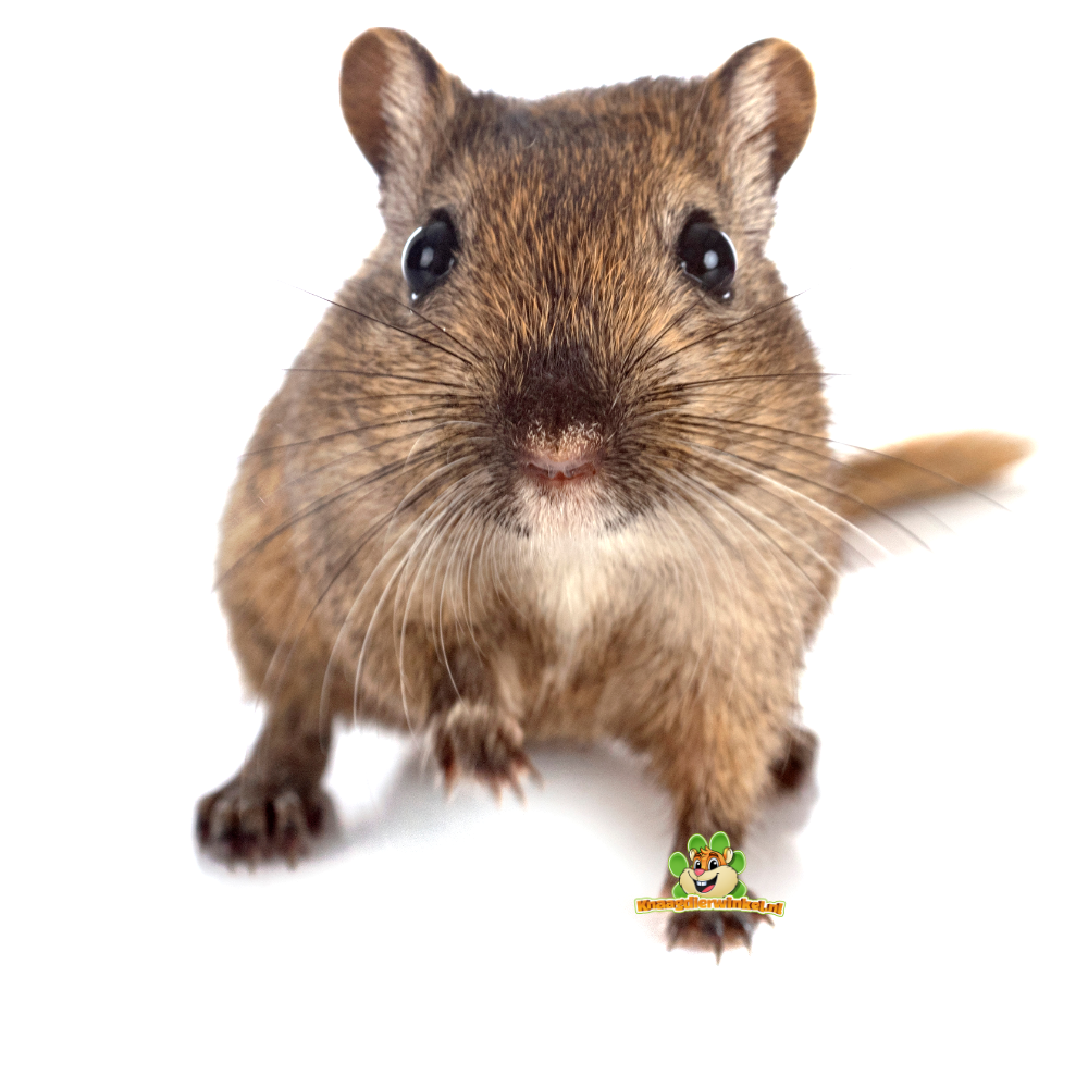 Information about the Mongolian Gerbil DRD Knaagdierwinkel