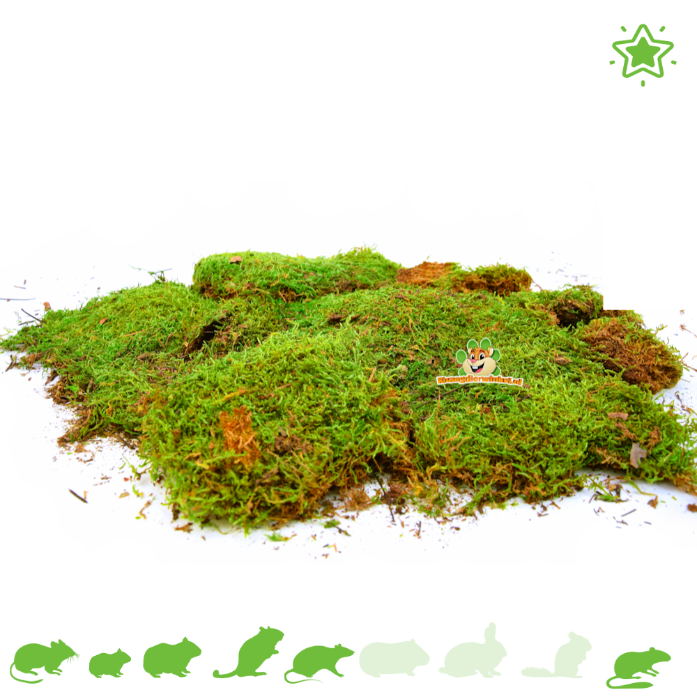 Dried Moss for Hamsterscaping & Gerbilscaping