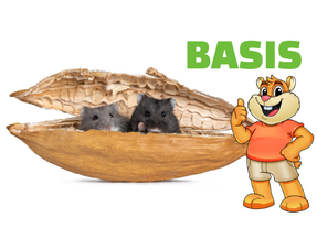 Installation de base pour hamster nain