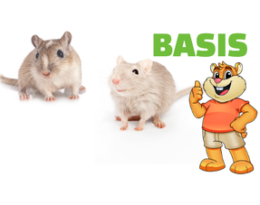 Configuration de base pour gerbilles