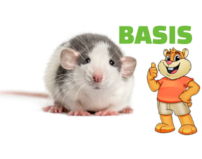 Basic equipment Rat