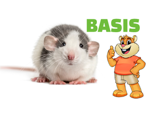 Équipement de base Rat