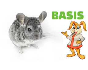 Mobiliario básico para chinchillas