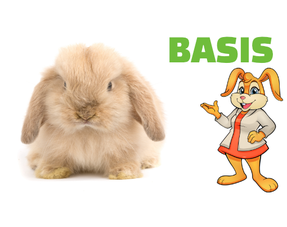 Basic furnishings Rabbit