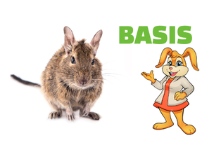 Podstawowa konfiguracja Degu