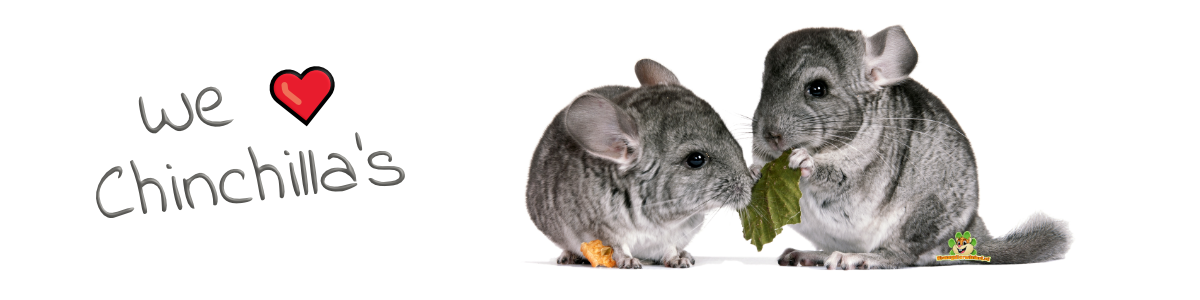 chinchilla sniffing box