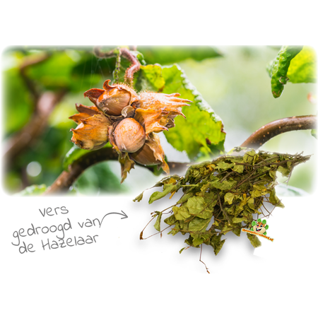 Feuilles de noisetier : 80 grammes pour les rongeurs et les lapins !