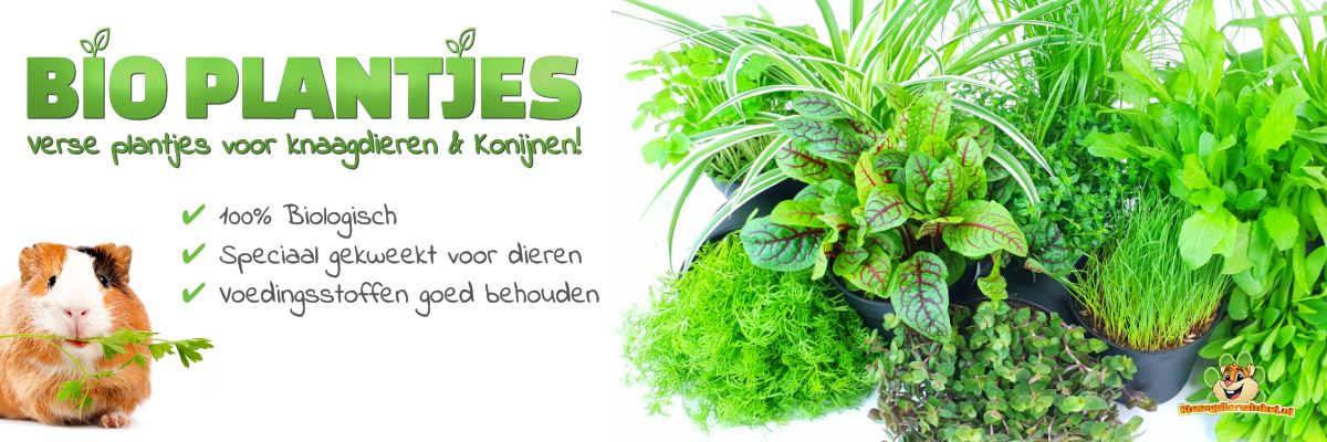 verse knaagdier plantjes voor hamster, cavia en konijn