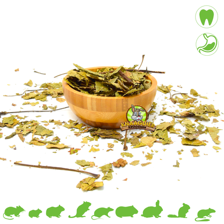 Feuilles de noisetier : 80 grammes pour les rongeurs et les lapins !