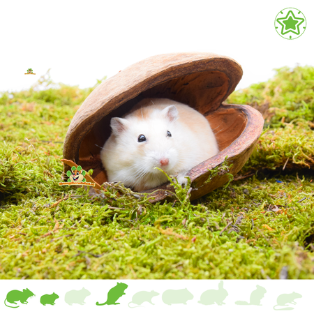 Knaagdierwinkel® Noix de Bouddha pour rongeurs !