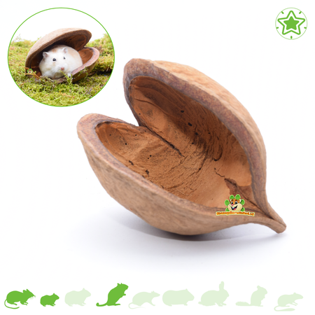 Knaagdierwinkel® Boeddha Noot voor Hamsterscaping & Gerbilscaping