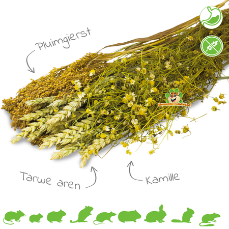 JR Farm Zbiór rumianku