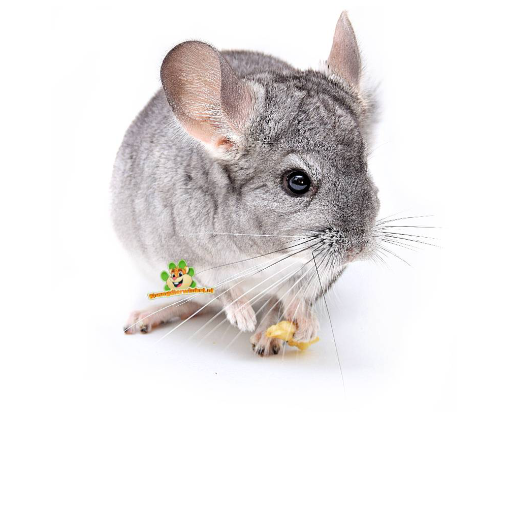 fournitures et articles pour chinchillas