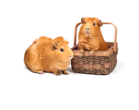 Guinea pig