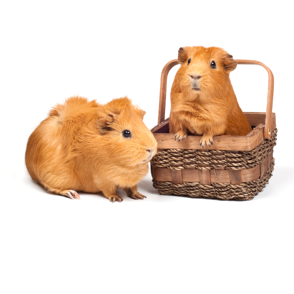 guinea pigs