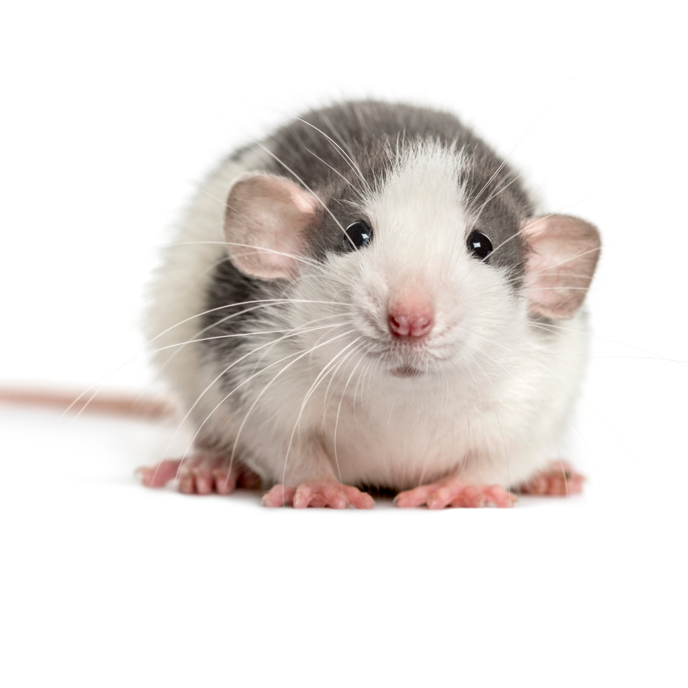 Rat Webshop and everything you need for your tame rats