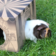 HayPigs Cardboard Playhouse Junior 30 cm for Rodents!