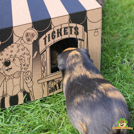 HayPigs Maisonnette en carton HayPigs de 33 cm pour rongeurs