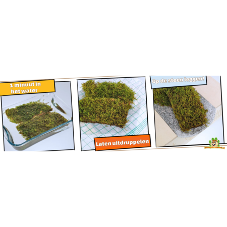 Rodipet ʄʋʀɬɨɴɡ Granitowy Dom Wielopokojowy Goldi DUŻY