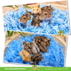 Russian Dwarf Hamster (Hamster Reservation)
