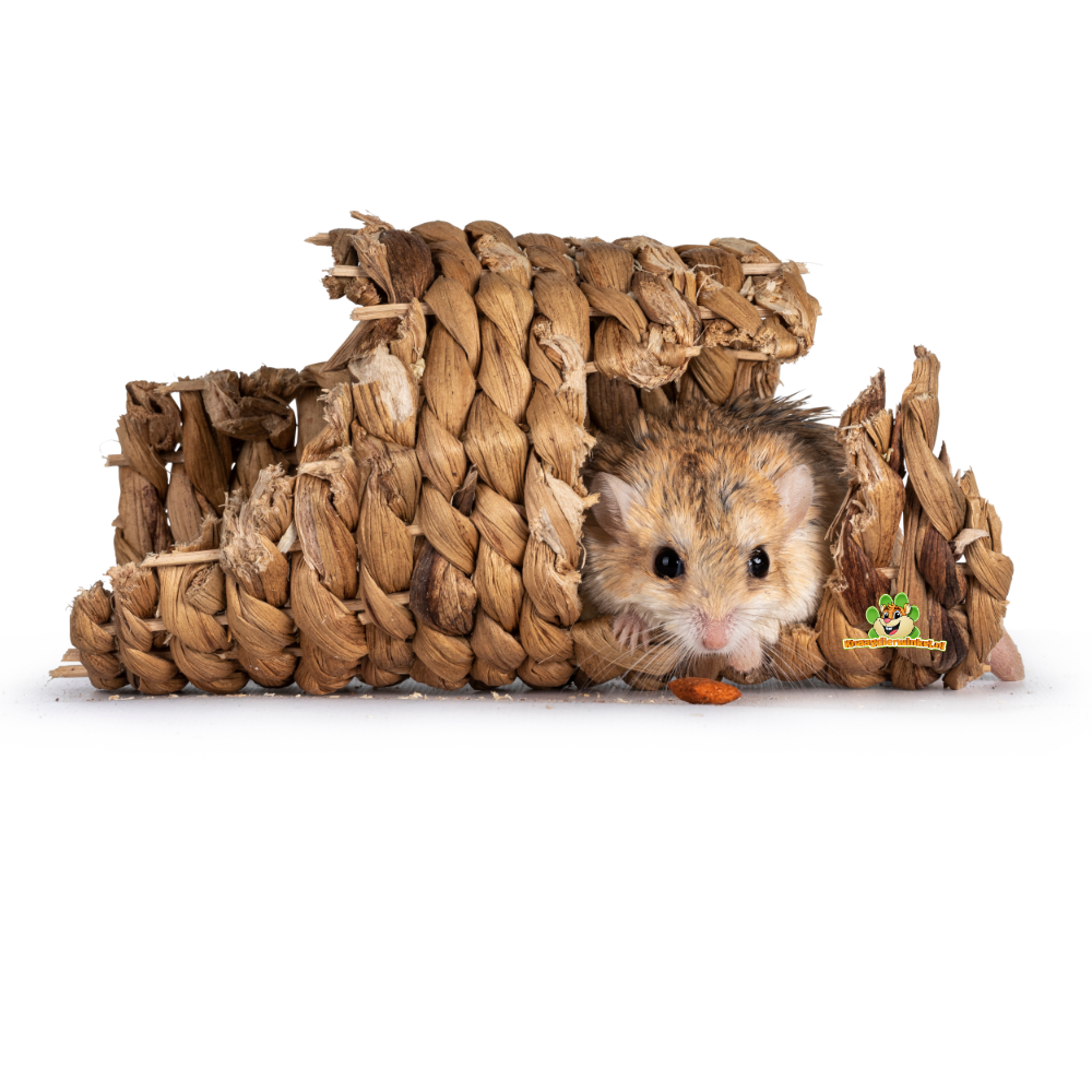 gerbil tunnels en buizen