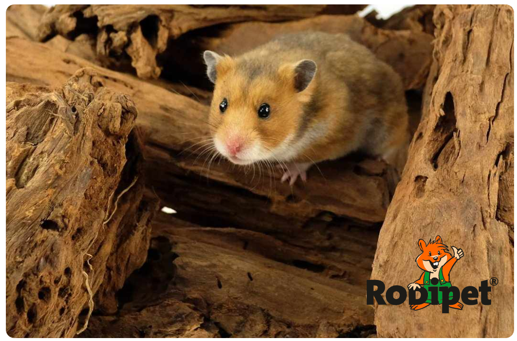 Hamster syrien ou hamster doré sur bois