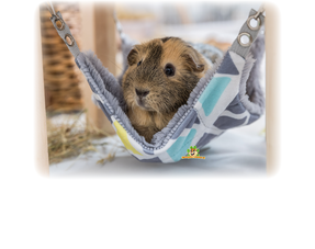 Hamac pour cobayes